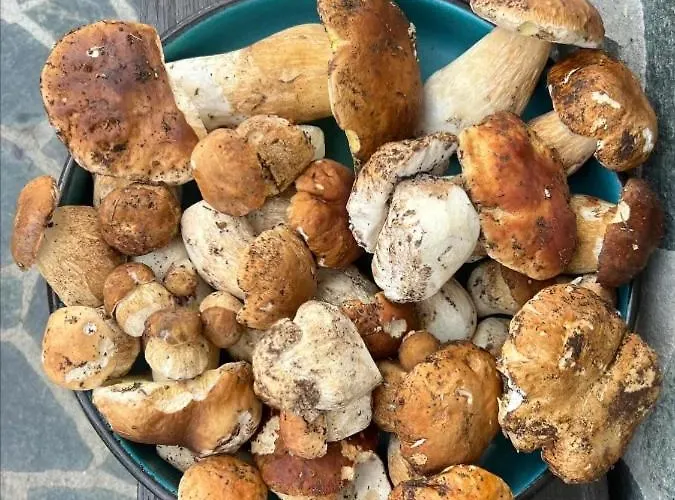 домът на краси